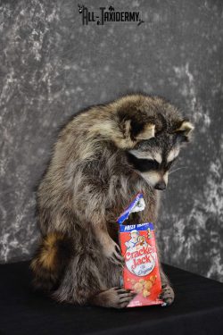 Raccoon Taxidermy Mount Holding Cracker Jack box SKU 1560 - Image 3