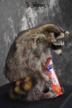 Raccoon Taxidermy Mount Holding Cracker Jack box SKU 1560 - Image 2