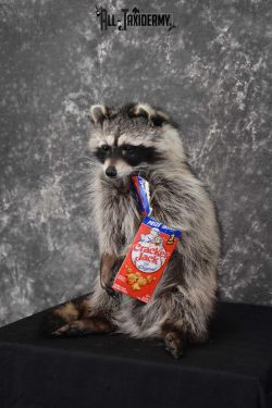 Raccoon Taxidermy Mount holding Cracker Jack box SKU 1559 - Image 5