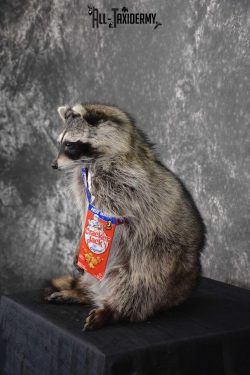 Raccoon Taxidermy Mount holding Cracker Jack box SKU 1559 - Image 4