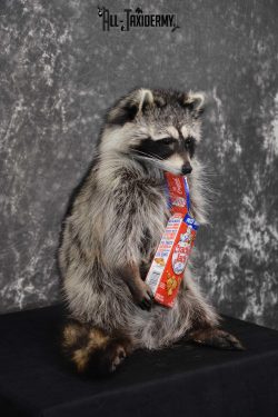 Raccoon Taxidermy Mount holding Cracker Jack box SKU 1559 - Image 3