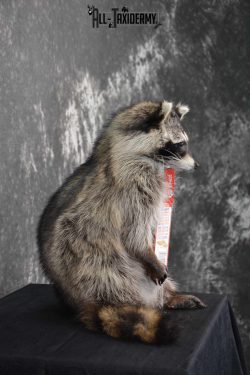 Raccoon Taxidermy Mount holding Cracker Jack box SKU 1559 - Image 2