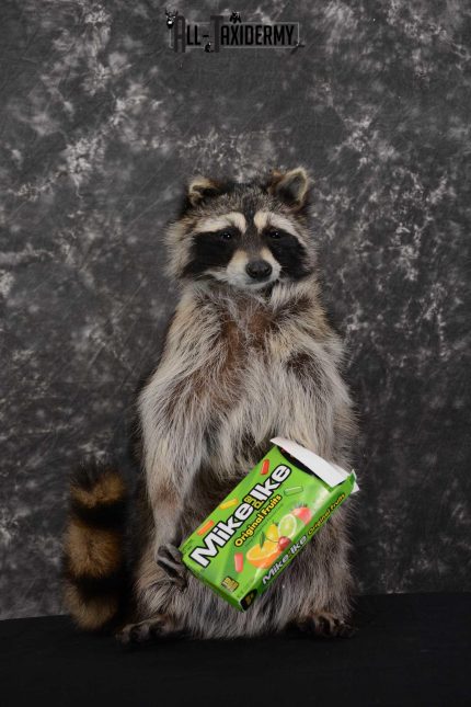 Raccoon with Mike and Ike's Candy full body taxidermy mount for sale SKU 1628