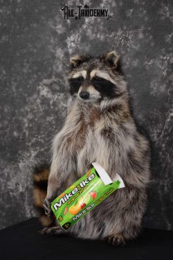 Raccoon with Mike and Ike's Candy full body taxidermy mount for sale SKU 1628 - Image 5