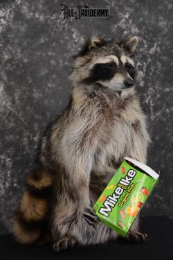 Raccoon with Mike and Ike's Candy full body taxidermy mount for sale SKU 1628 - Image 3
