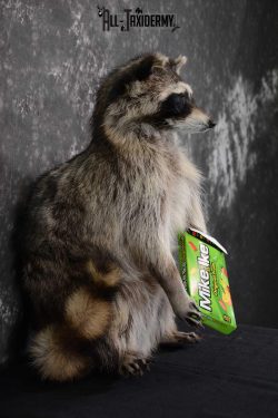 Raccoon with Mike and Ike's Candy full body taxidermy mount for sale SKU 1628 - Image 2