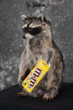 Raccoon with M&M Candy full body taxidermy mount for sale SKU 1629 - Image 5