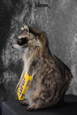 Raccoon with M&M Candy full body taxidermy mount for sale SKU 1629 - Image 4