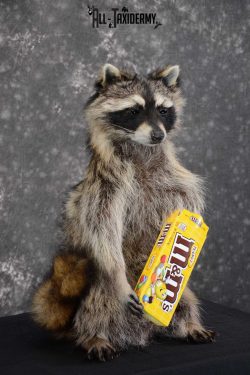 Raccoon with M&M Candy full body taxidermy mount for sale SKU 1629 - Image 3