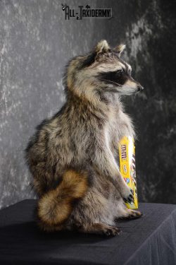 Raccoon with M&M Candy full body taxidermy mount for sale SKU 1629 - Image 2