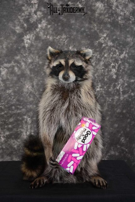 Raccoon with Good and Plenty Candy life size taxidermy mount for sale SKU 1630