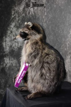 Raccoon with Good and Plenty Candy life size taxidermy mount for sale SKU 1630 - Image 4