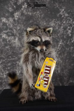 Raccoon with M&M candy life size taxidermy mount for sale SKU 1631