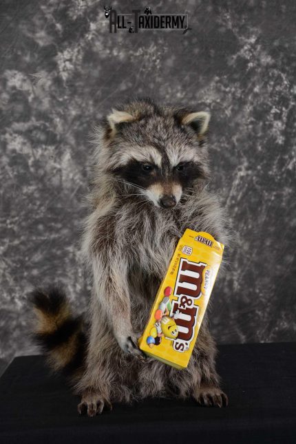 Raccoon with M&M candy life size taxidermy mount for sale SKU 1631