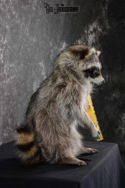 Raccoon with M&M candy life size taxidermy mount for sale SKU 1631 - Image 2