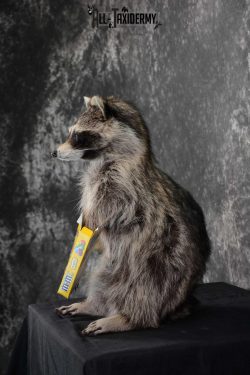 Raccoon with M&M candy life size taxidermy mount for sale SKU 1632 - Image 4