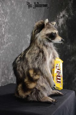 Raccoon with M&M candy life size taxidermy mount for sale SKU 1632 - Image 2