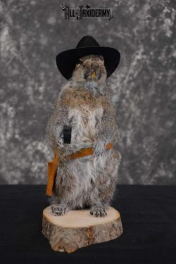 Gray Squirrel taxidermy cowboy novelty for sale SKU 1634