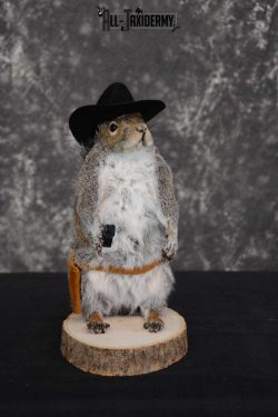 Gray Squirrel taxidermy cowboy novelty for sale SKU 1637
