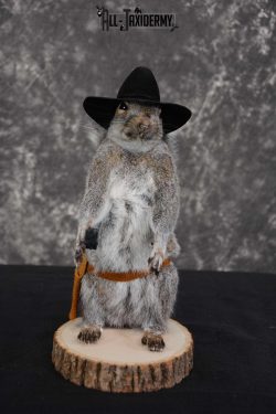 Gray Squirrel taxidermy cowboy novelty for sale SKU 1638