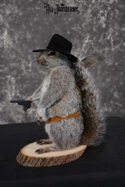 Gray Squirrel taxidermy cowboy novelty for sale SKU 1638 - Image 3