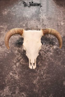 Hereford Bull taxidermy skull for sale SKU 1728