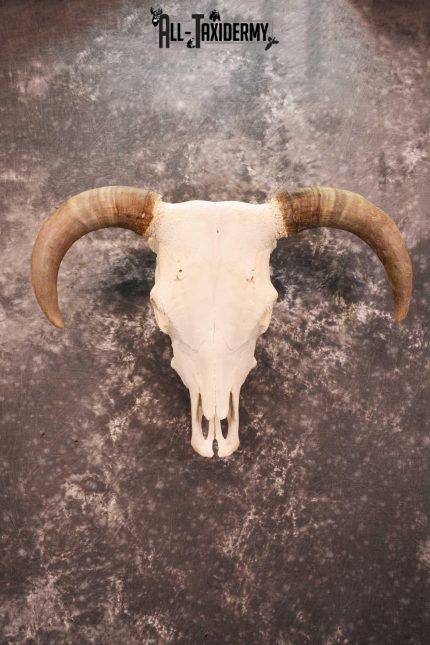 Hereford Bull taxidermy skull for sale SKU 1728