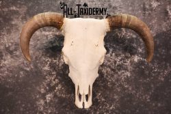Hereford Bull taxidermy skull for sale SKU 1728 - Image 6