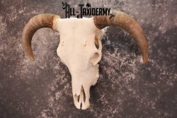 Hereford Bull taxidermy skull for sale SKU 1728 - Image 5