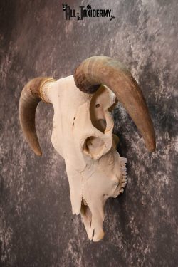 Hereford Bull taxidermy skull for sale SKU 1728 - Image 4