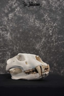 Reproduction African Lion Taxidermy  Skull for sale SKU 1717