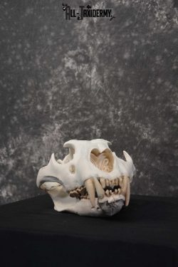Reproduction African Lion Taxidermy  Skull for sale SKU 1717 - Image 5