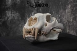 Reproduction African Lion Taxidermy  Skull for sale SKU 1717 - Image 4