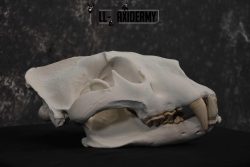 Reproduction African Lion Taxidermy  Skull for sale SKU 1717 - Image 3
