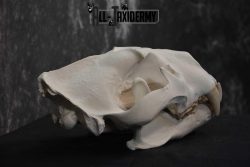 Reproduction African Lion Taxidermy  Skull for sale SKU 1717 - Image 2