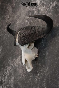 African Cape Buffalo Skull taxidermy for sale SKU 1764 - Image 4