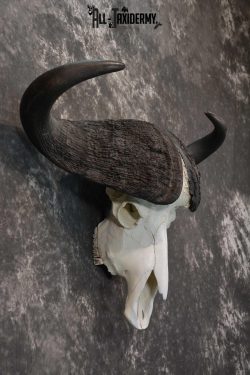 African Cape Buffalo Skull taxidermy for sale SKU 1764 - Image 2