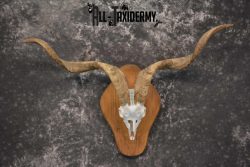 Spanish Goat european skull taxidermy for sale SKU 1783 - Image 6