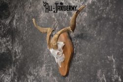 Spanish Goat european skull taxidermy for sale SKU 1783 - Image 4