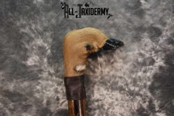 Deer Foot Cane taxidermy for sale SKU 1766.3 - Image 4