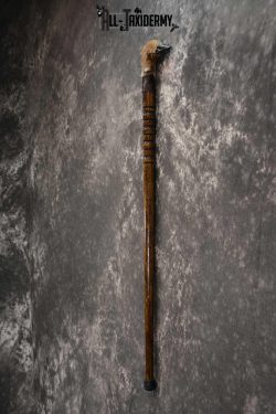 Deer Foot Cane taxidermy for sale SKU 1766.3 - Image 3