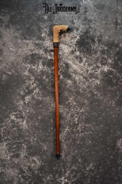 Deer Foot Cane taxidermy for sale SKU 1766.2