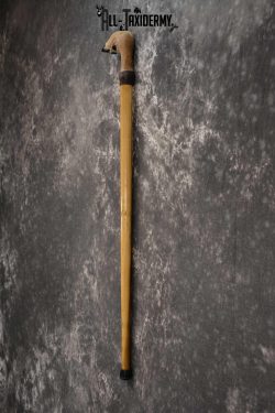 Deer Foot Cane taxidermy for sale SKU 1765.3 - Image 3