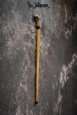 Deer Foot Cane taxidermy for sale SKU 1765.3 - Image 2
