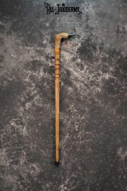 Deer Foot Cane taxidermy for sale SKU 1766.1