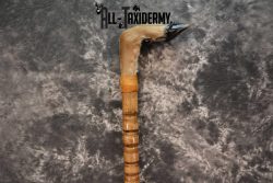 Deer Foot Cane taxidermy for sale SKU 1766.1 - Image 4