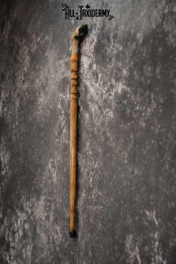 Deer Foot Cane taxidermy for sale SKU 1766.1 - Image 3