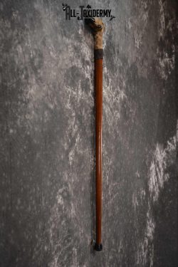 Deer Foot Cane taxidermy for sale SKU 1765.1 - Image 2