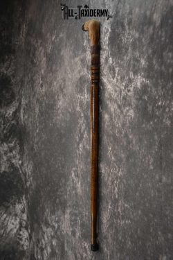 Deer Foot Cane taxidermy for sale SKU 1765.2 - Image 3