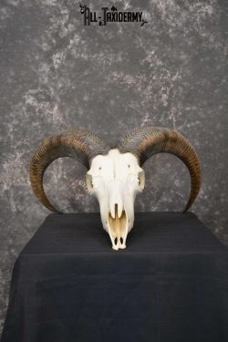 Aoudad European Skull taxidermy for sale SKU 1760
